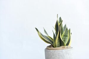 Image of a snake Plant and houseplant showing how biophilia can help cope with Winter Depression in Madison WI