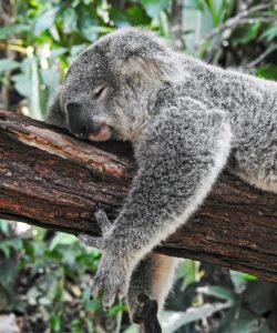 Image of a koala sleeping peacefully
