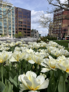 white tulips blooming in downtown Madison WI during spring representing self-care and stress relief