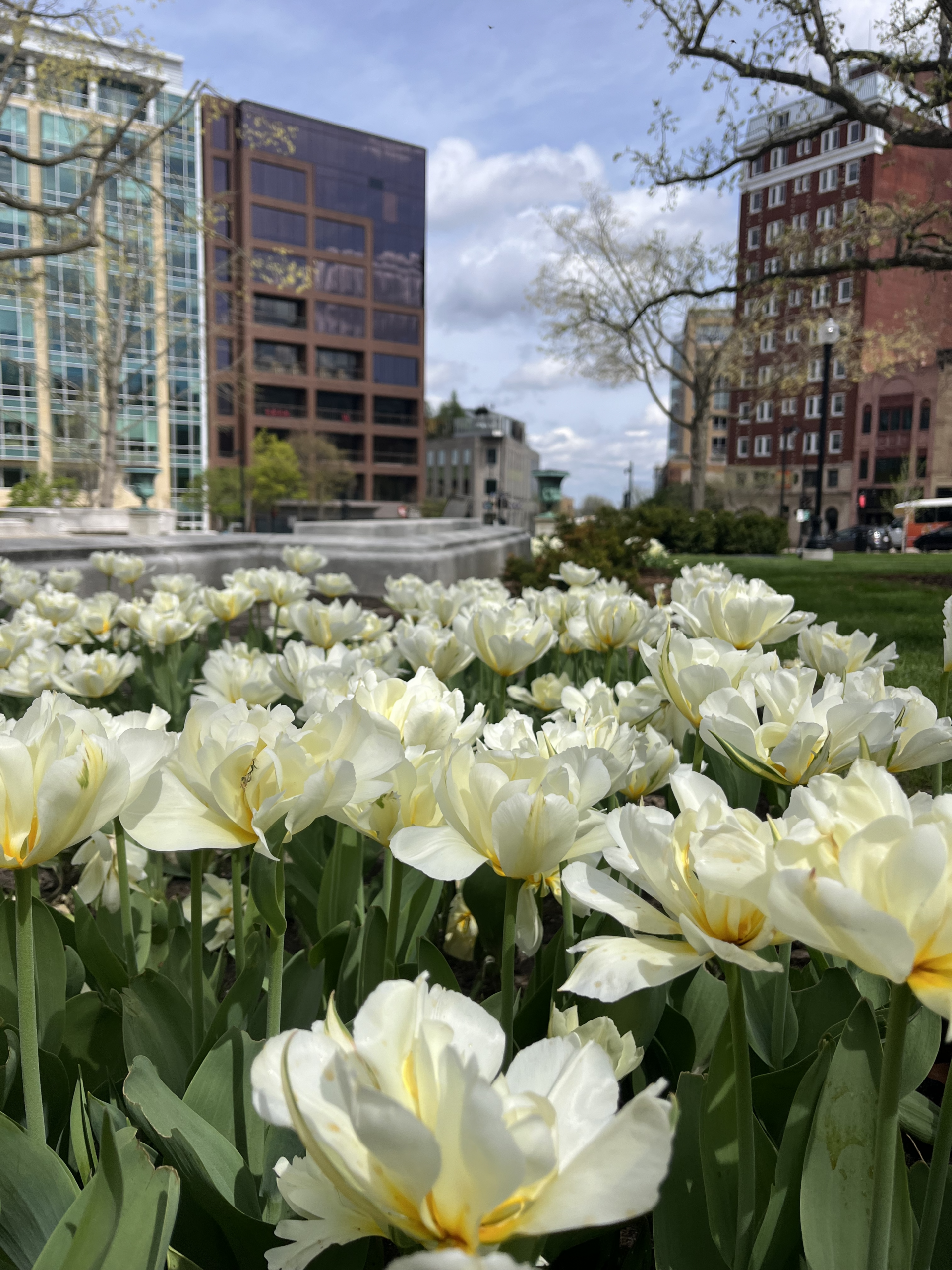white tulips blooming in downtown Madison WI during spring representing self-care and stress relief