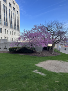 eastern redbud trees blooming near the shore of Lake Monona in Madison WI during spring for stress relief and mindfulness