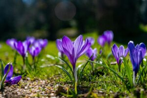 Vibrant purple crocuses blooming in a spring garden symbolizing growth and healing at HEART Counseling in Madison WI for anxiety and depression therapy
