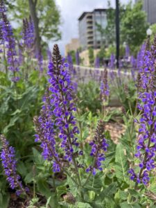 Close-up of purple salvia flowers blooming in downtown Madison WI during Mental Health Awareness Month, symbolizing resilience, healing, and emotional growth.