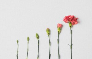 Pink carnations shown in progressive stages of growth against a soft neutral background, symbolizing healing, emotional growth, and resilience during Mental Health Awareness Month in Madison WI.