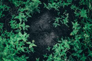 Forest plants surrounding dark ground illustrating the Jar Model of grief and emotional healing.