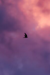 Bird flying across a colorful evening sky symbolizing hope, freedom, and moving beyond loneliness.