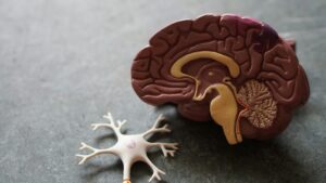 Madison Wisconsin Anxiety therapist near me image of brain and neuron models representing the brain and nervous system’s role in anxiety.