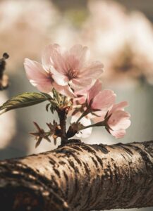 Pink blossoms growing from a tree branch in warm sunlight
