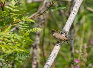 Small bird perched on a tree branch surrounded by green leaves, illustrating time in nature for nervous system regulation in Wisconsin.