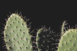 Close-up of prickly cactus plants representing discomfort and expanding your window of tolerance.