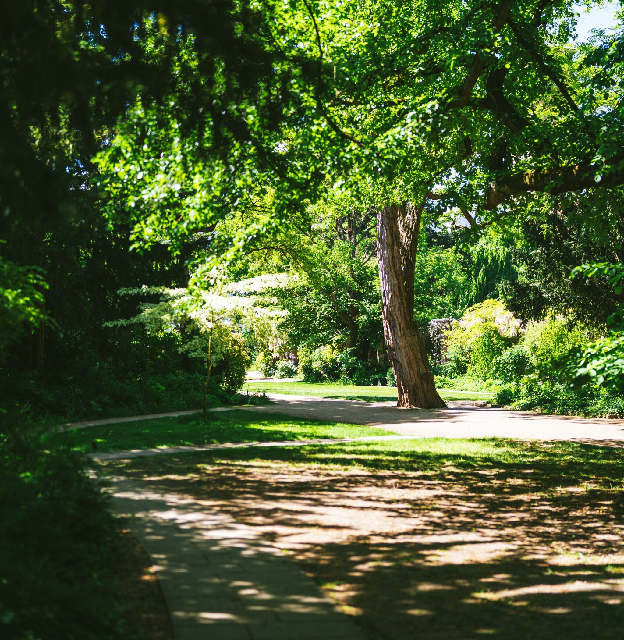 Sunlight filters through trees over a peaceful walking path, representing outdoor movement and nervous system regulation.
