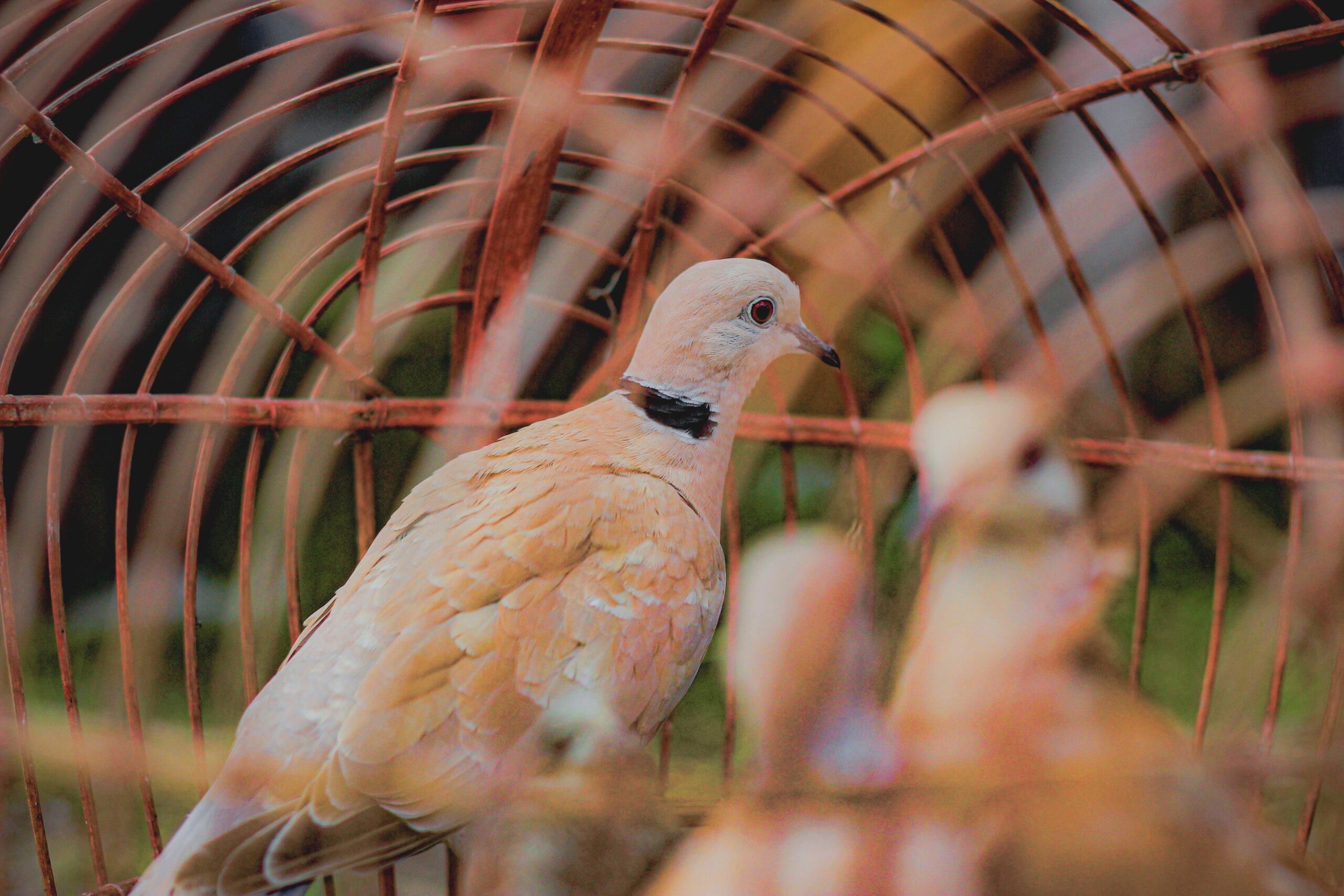 Light-colored bird inside a wire cage symbolizing the emotional barriers explored in relationship trauma therapy in Madison.